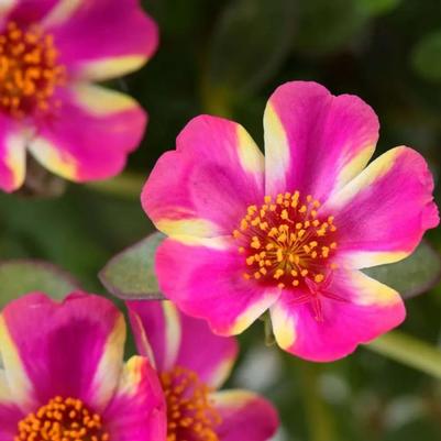 Portulaca oleracea Pazazz Campino&trade; Twist Pink