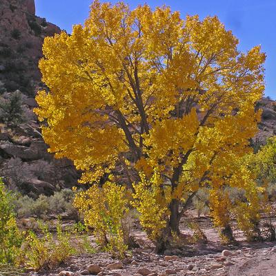 Populus fremontii Nevada