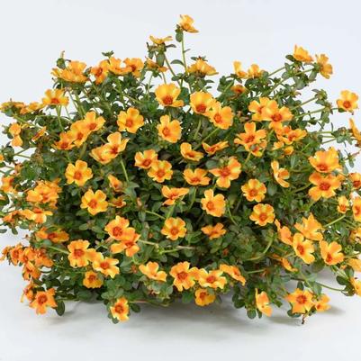 Portulaca oleracea Pazazz Nano&trade; Mango