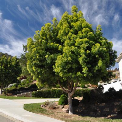 Afrocarpus (Podocarpus) gracilior 