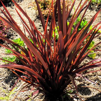 Phormium tenax Atropurpureum Compactum