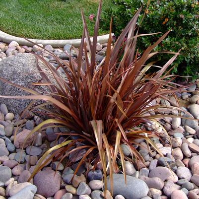 Phormium hybrid Amazing Red