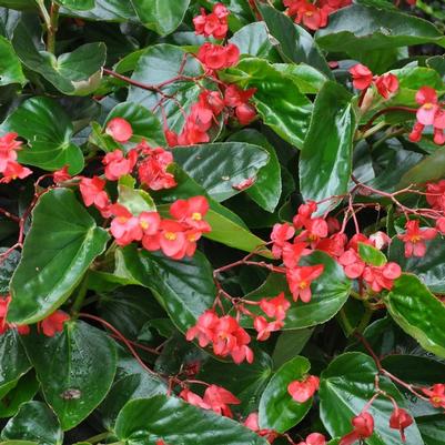 Begonia interspecific 
