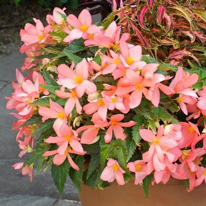 Begonia x hybrida 