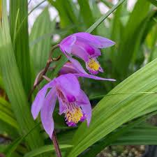 Bletilla x yokohama Kate