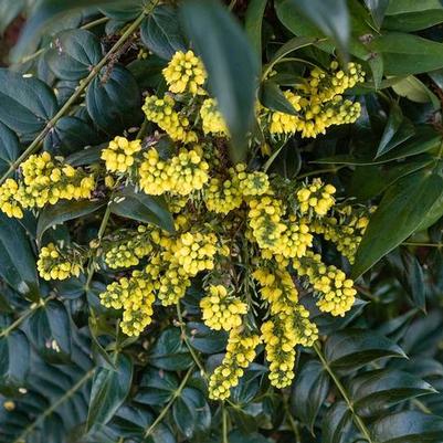 Mahonia x media Marvel