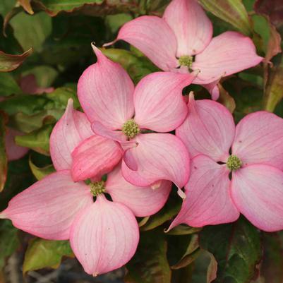 Cornus kousa Rosy Teacups