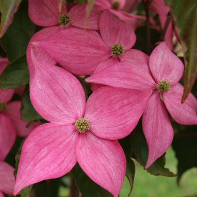 Cornus kousa Scarlet Fire