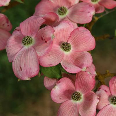 Cornus kousa Stellar Pink