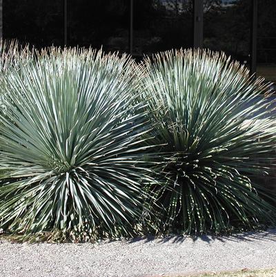 Dasylirion wheeleri 