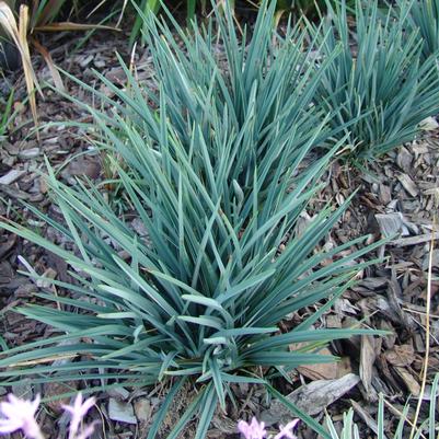 Dianella revoluta Baby Bliss