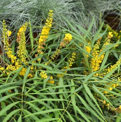 Mahonia eurybracteata Soft Caress