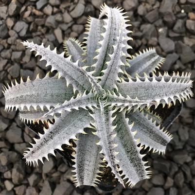 Dyckia Grand Marnier