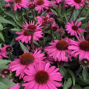 Echinacea SunSeekers Purpleicious