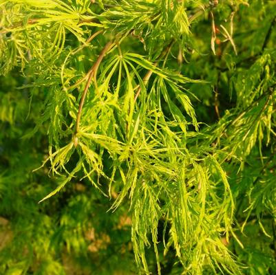 Acer palmatum dissectum Viridis