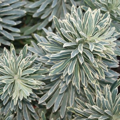 Euphorbia caracias Silver Swan