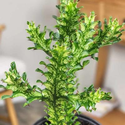 Euphorbia trigona Mint Cream