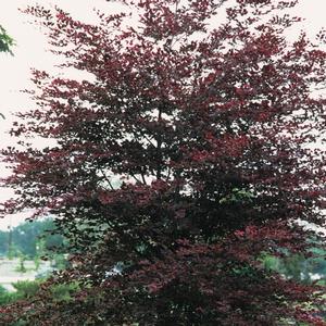 Fagus sylvatica Tricolor
