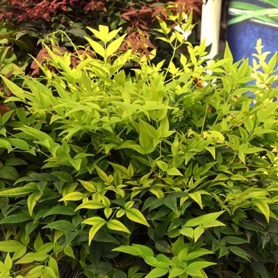 Nandina domestica Lemon Lime