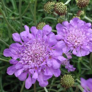 Scabiosa columbaria Butterfly Blue