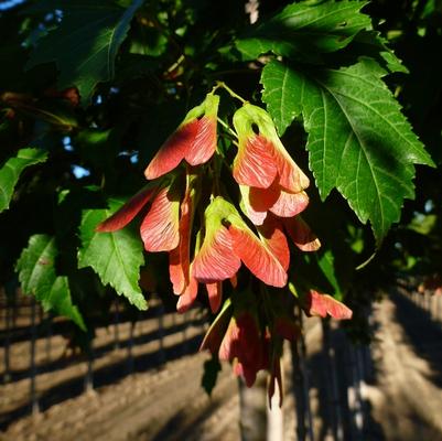 Acer ginnala Flame