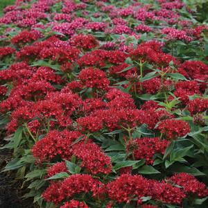 Pentas lanceolata Lucky Star&trade; Dark Red