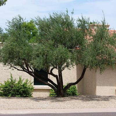 olea europaea Arizona Fruitless