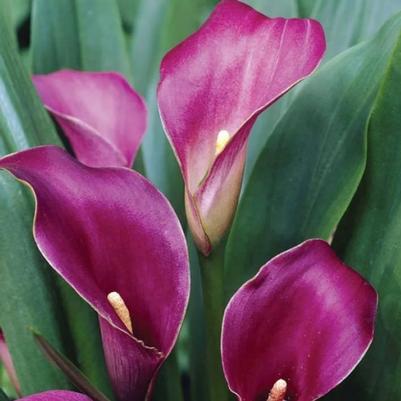 Zantedeschia hybrid Outback