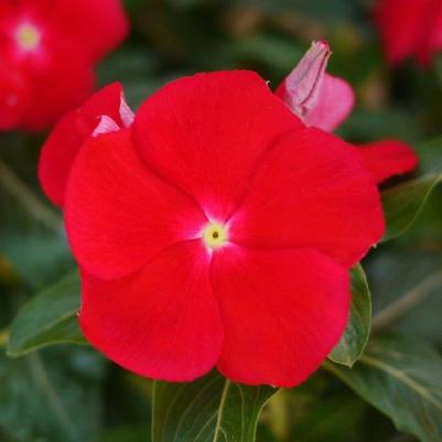Catharanthus roseus Mega Bloom Dark Red