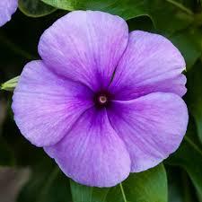 Catharanthus roseus Blockbuster Blue