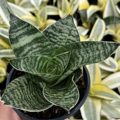 Sansevieria trifasciata Hahnii