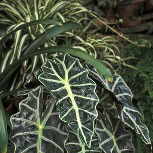Alocasia amazonica 