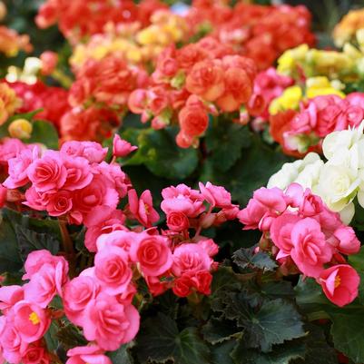 Begonia x hiemalis 