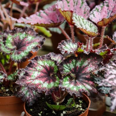 Begonia rex-cultorum 