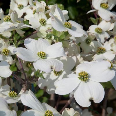 Cornus florida Super Princess