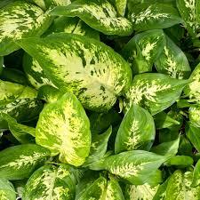 Dieffenbachia Camille