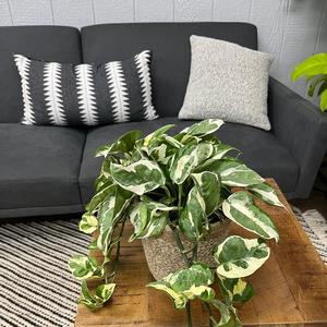 Epipremnum aureum Beautifall&reg; N'Joy