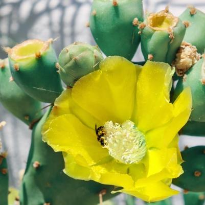 Opuntia ellisiana 