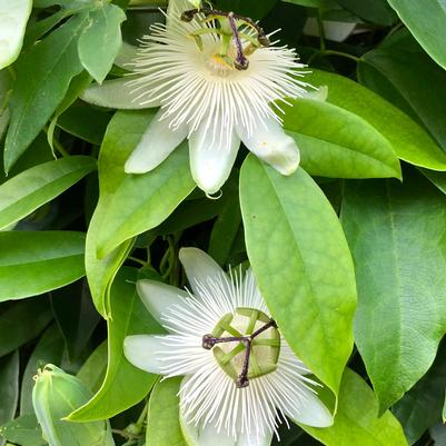 Passiflora hybrid Snow Queen