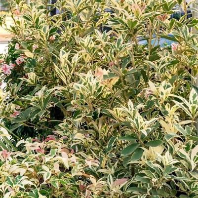 Osmanthus fragrans Misty River®