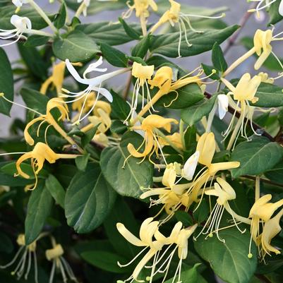 Lonicera japonica Halliana