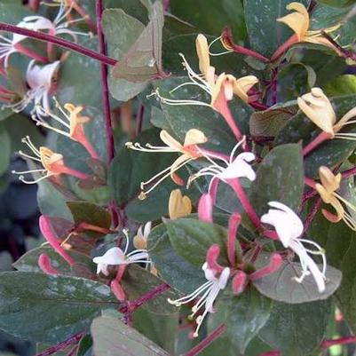 Lonicera japonica Halliana Purpurea