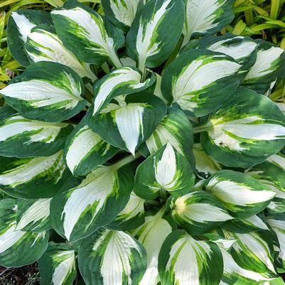 Hosta Vulcan