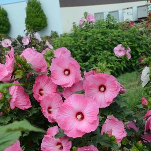 Hibiscus Airbrush Effect