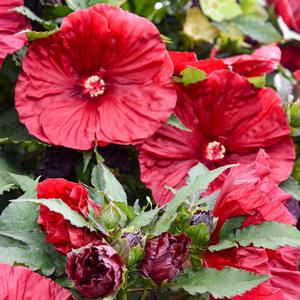 Hibiscus mocheutos Blackberry Merlot