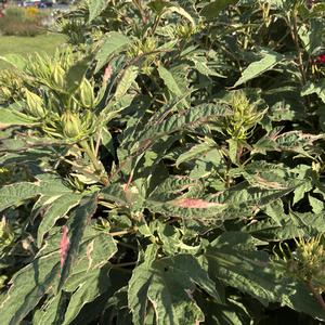 Hibiscus mocheutos Summer Carnival