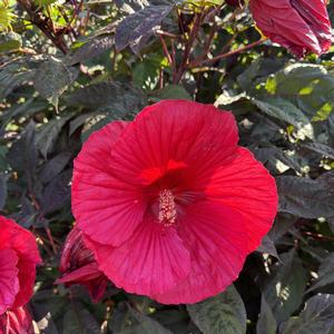 Hibiscus mocheutos Midnight Marvel