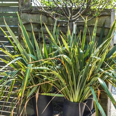 Phormium cookianum Tricolor