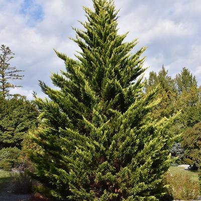 Cupressus leylandii Goldfern
