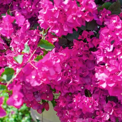 Bougainvillea Miami Pink